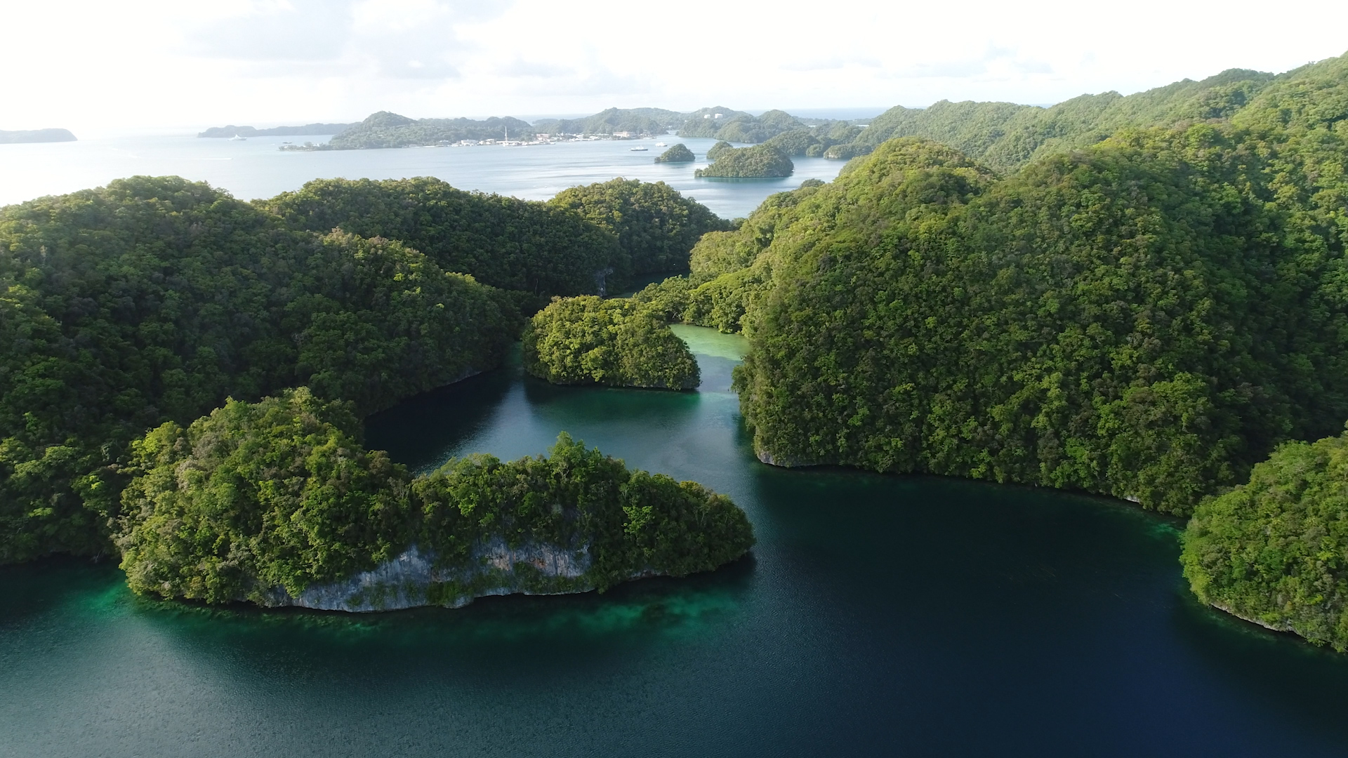 Palau Orchid Conservation Initiative | Smithsonian Global