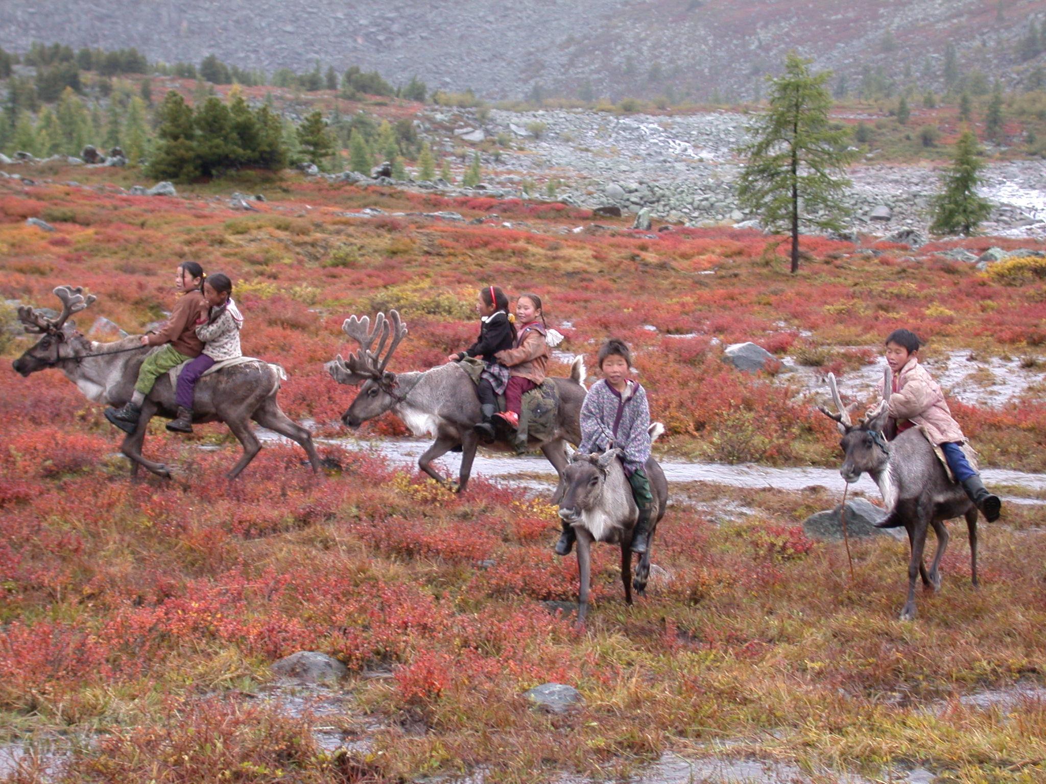 Tsaatan children riding reindeer in the fall pasture, Sarig gol, northern Mongolia, August 2003. Photo credit: Paula DePriest, Museum Conservation Institute, Smithsonian Institution.