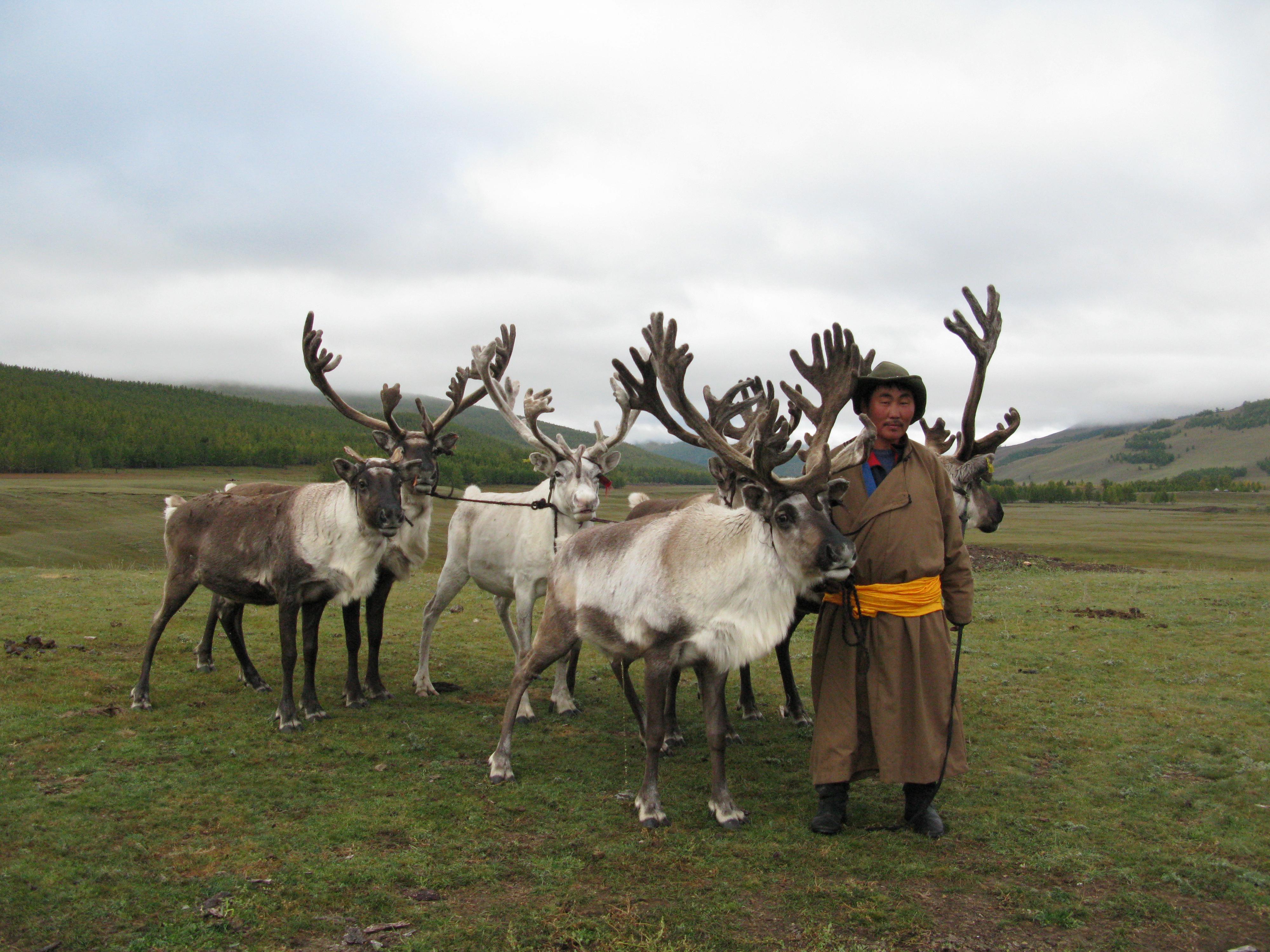 مرشد تساتان أميرجيرال (ويُسمى خالزان) مع الرنة، وادي دارخاد، شمال منغوليا، سبتمبر 2009. 
صورة من: 
بولا ديبريست، معهد الحفاظ على المتاحف، مؤسسة سميثسونيان.
