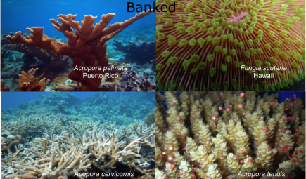 Examples of four coral species saved by initiative