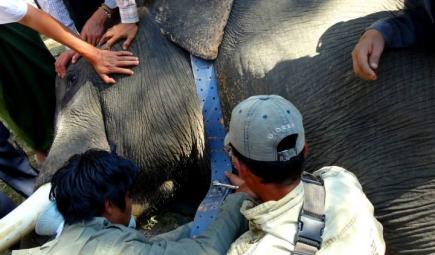 Elephant lying down on side while researchers put on tracking band