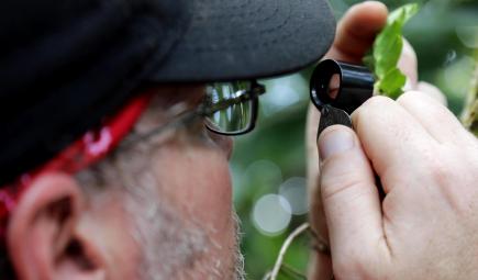 A man looks closely at a plant through a device.