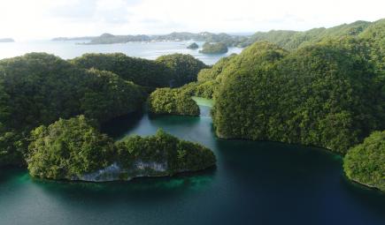 Forests emerging from the ocean in Palau.