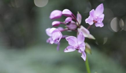 A purple orchid.