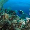 Underwater researcher swims by coral reefs 