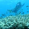 Biólogo marino bajo el agua estudiando los peces y arrecifes de coral