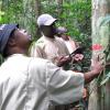 Ecologists examine a tree in the Rabi plot in Gabon