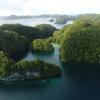 Forests emerging from the ocean in Palau.