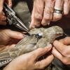 Conservation scientists putting GPS tag on endangered bird
