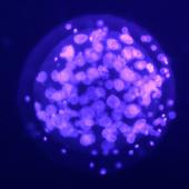 Exploración en microscopio de embrión de guepardo hembra