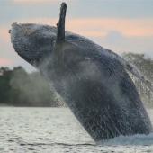 Humpback whale breaching off the Panama coast