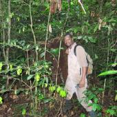Rabi Forest dymanic plot, Smithsonian-CTFS, Rabi permanent plot, Ogoue Maritime, Gabon, May 2015. Credit: Smithsonian Team.