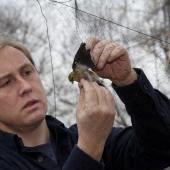 Conservation scientist holds bird caught in net