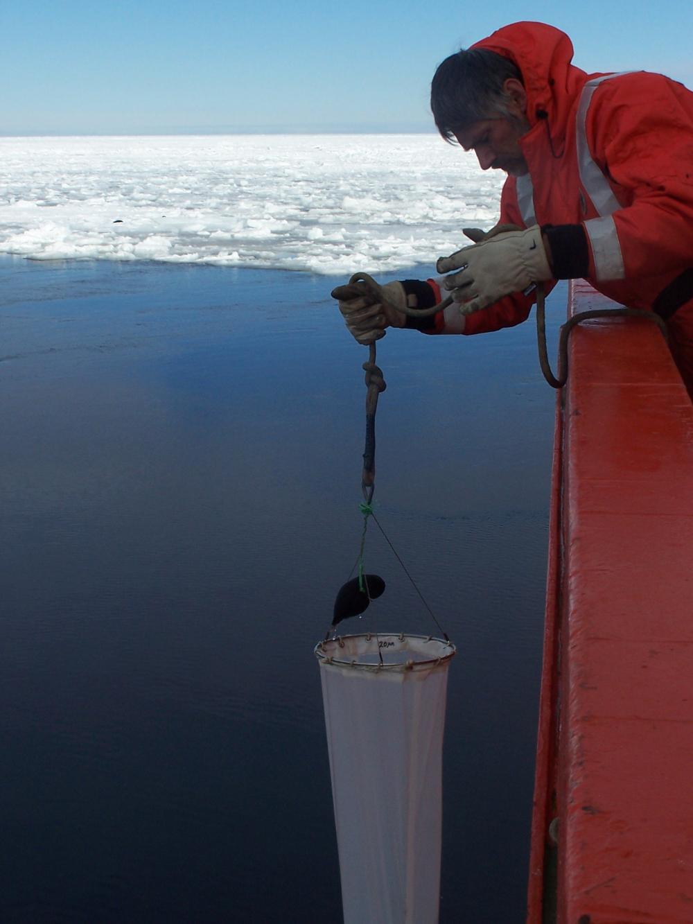 بات نيل يجمع العينات من بحر روس عام 2005. 
 صورة من: 
 مركز سميثسونيان للأبحاث البيئية.
