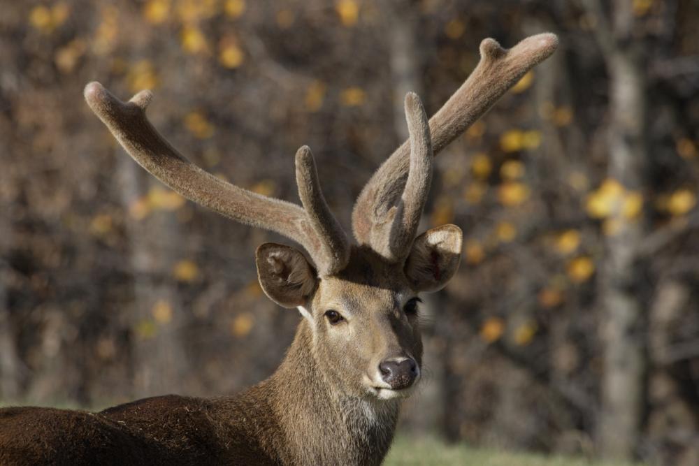 Eld's deer at SCBI in Front Royal, VA. Photo Credit Mehgan Murphy/NZP.