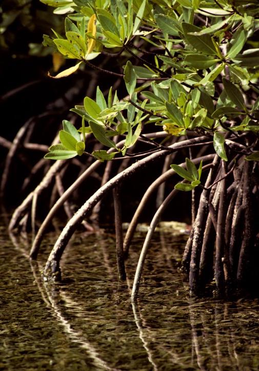 Photo credit Chip Clarke and Smithsonian Institution. Photo credit Chip Clarke and Smithsonian Institution.