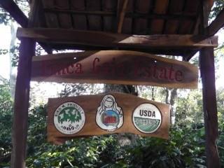 Gaia coffee farm in Nicaragua. Photo Credit Bob Rice Gaia coffee farm in Nicaragua. Photo Credit Bob Rice