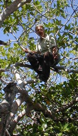 Candy Feller spends long days collecting insects and leaves from mangrove stands around the world. Photo credit Candy Feller/SERC. Candy Feller spends long days collecting insects and leaves from mangrove stands around the world. Photo credit Candy Feller/SERC.