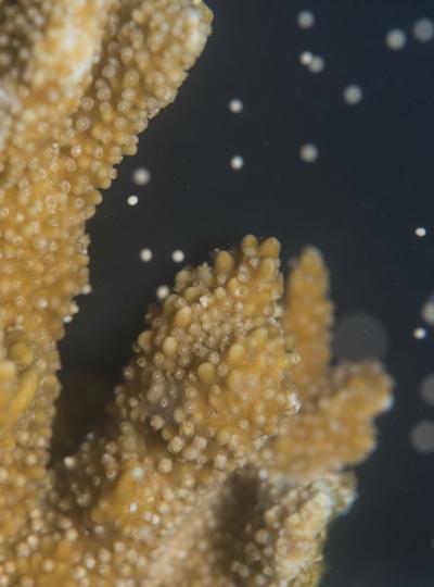Coral. Photo Credit Abby Wood Coral. Photo Credit Abby Wood