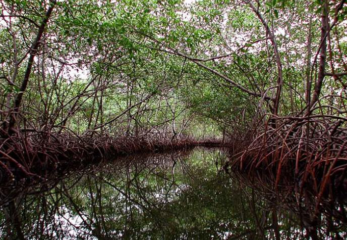 A thick stand of mangroves with tangled roots lines an island creek in Panama. Photo credit Ilka C. Feller.