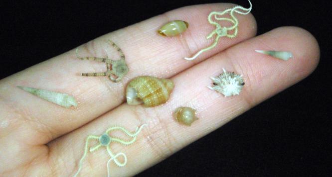 DROP species discovered. Photo Credit Cristina Castillo / Smithsonian Institution