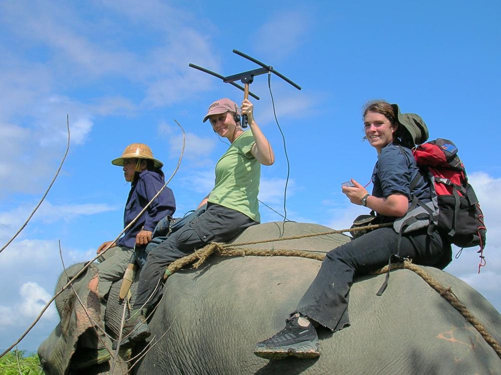 Graduate student Danielle Shanahan and Mel Songer tracking elephants in collaboration with an elephant capture team from the Myanmar Timber Enterprise, the government organization that manages the country’s timber elephants. Photo credit Ye Htut.	