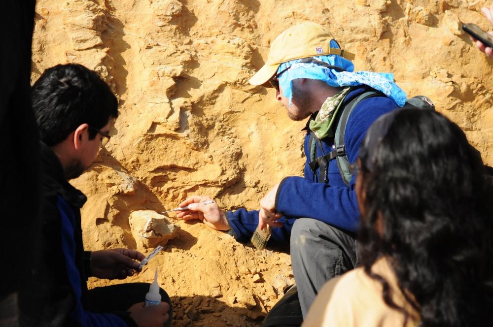 Drs. David Rubilar Rogers (Museo Nacional de Historia Natural) and Nicholas D. Pyenson (Smithsonian Institution) collect a fossil whale vertebra in the roadcut at Cerro Ballena in 2012. Photo Credit Smithsonian Institution