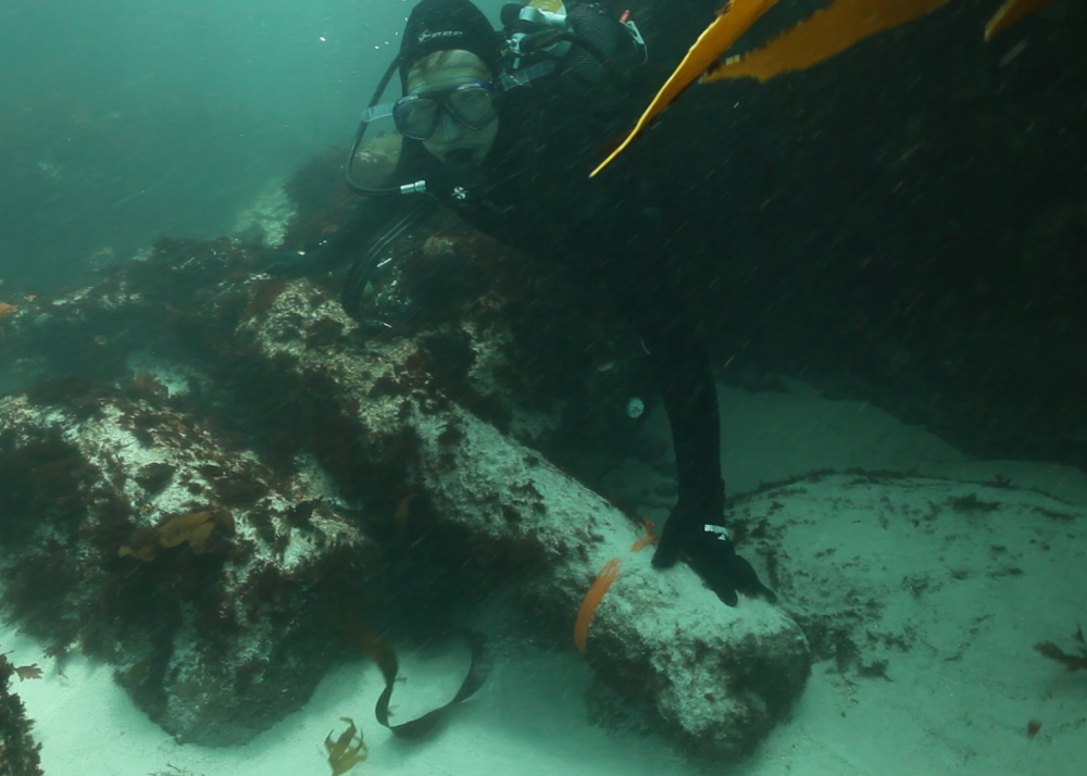 Underwater archaeology researchers identify guns on the wreck of the São José. Credit: Iziko Museums