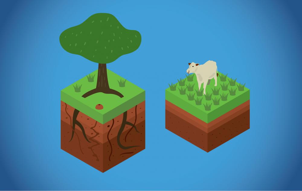 Forested soils (left) are more porous than soils in pastureland (right). Scientists have shown that trees can help reduce runoff and increase the amount of soil water flowing into streams during dry periods. Illustration Credit Jorge Alemán.