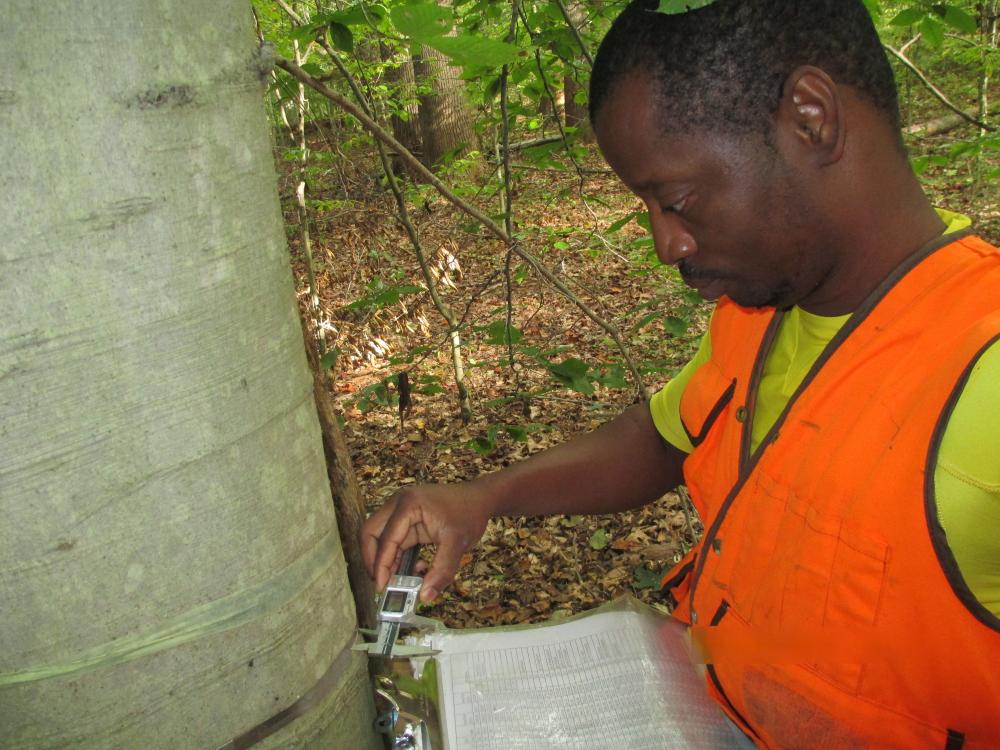 Hervé measuring intensive tree growth at SERC with Jess Parker in summer 2013. Credit: Smithsonian.