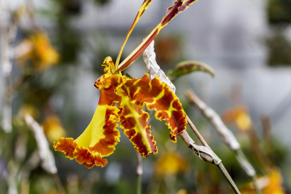 Orchid at the Smithsonian Gardens Greenhouse Facility. Credit: Maria Sanchez. Orchid at the Smithsonian Gardens Greenhouse Facility. Credit: Maria Sanchez.