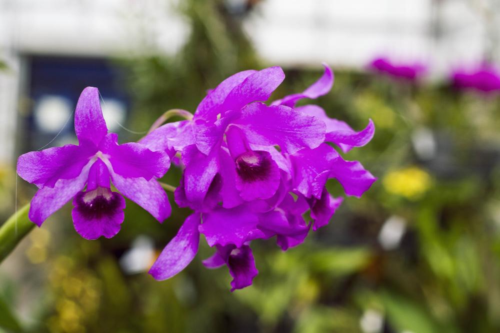 Orchids at the Smithsonian Gardens Greenhouse Facility. Credit: Maria Sanchez. Orchids at the Smithsonian Gardens Greenhouse Facility. Credit: Maria Sanchez.