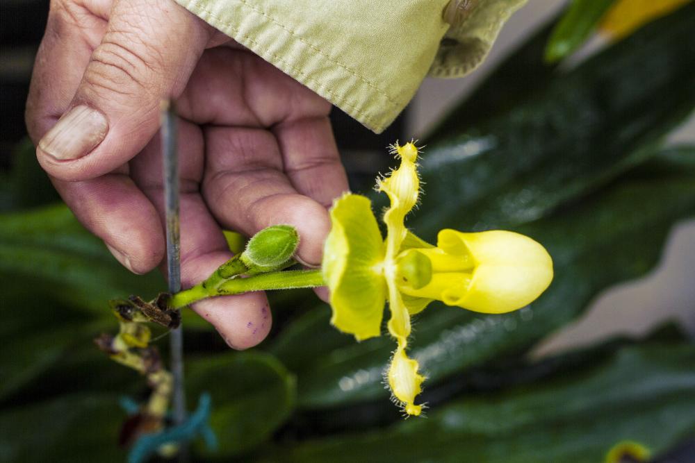 Orchid at the Smithsonian Gardens Greenhouse Facility. Credit: Maria Sanchez. Orchid at the Smithsonian Gardens Greenhouse Facility. Credit: Maria Sanchez.