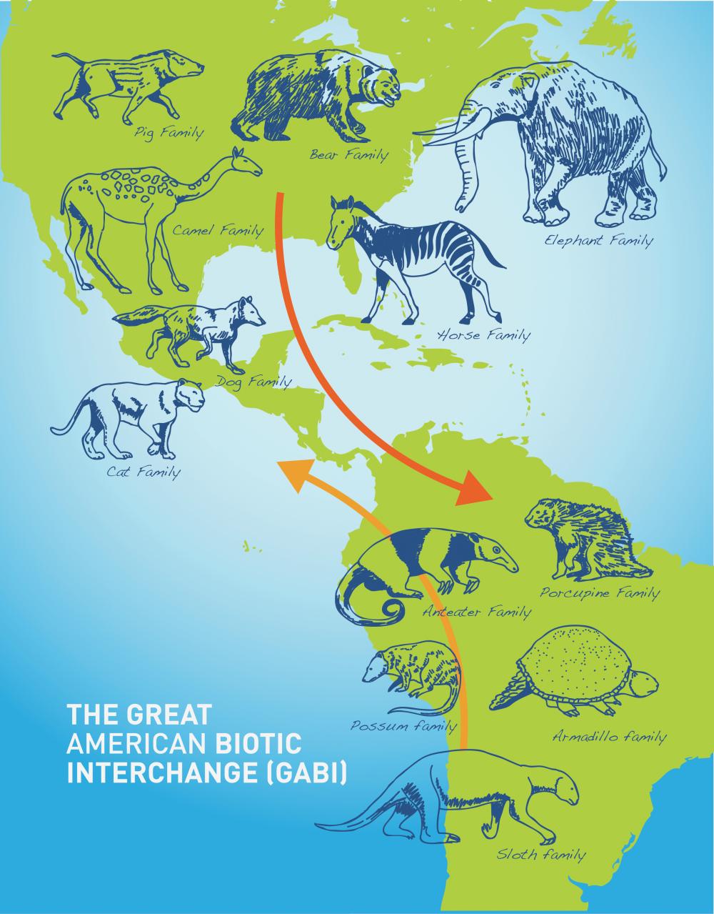 Biotic Interchange. Photo credit STRI.