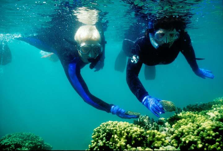 Mary Hagedorn and Ginnie Carter collecting underwater. Photo Credit Jim Daniels.