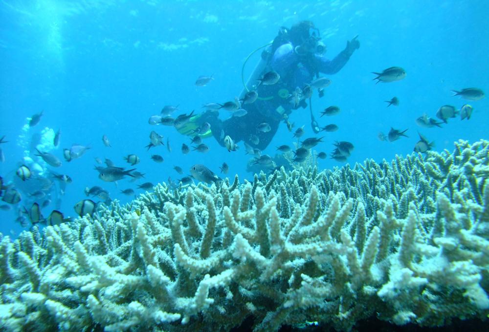 玛丽•哈格多恩 (Mary Hagedorn) 谈珊瑚礁。  照片来源：M Henley