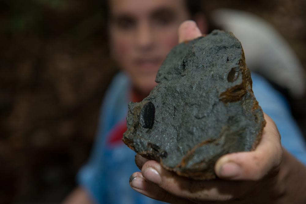 STRI short-term fellow Nicolás Pérez shows a fossilized seed that is roughly 20 million years old that he recovered from a rock formation on a small creek that feeds Río Palo Seco. Photo credit Sean Mattson.