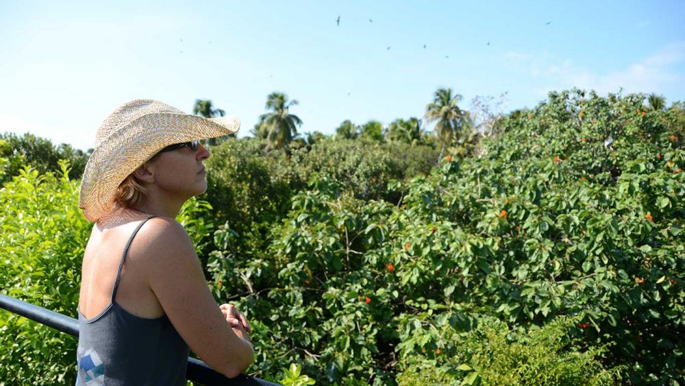 Melanie looks out over the nests of red footed boobies and frigate birds, during the filming of a documentary about Belize’s marine protected areas. Credit: Dorothea Gibbs / Third Channel.