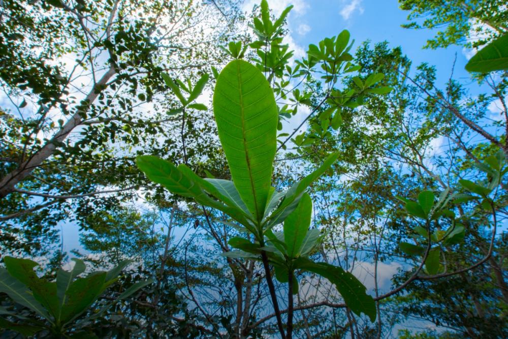 Mixed species plantation. Photo credit Jorge Alemán.