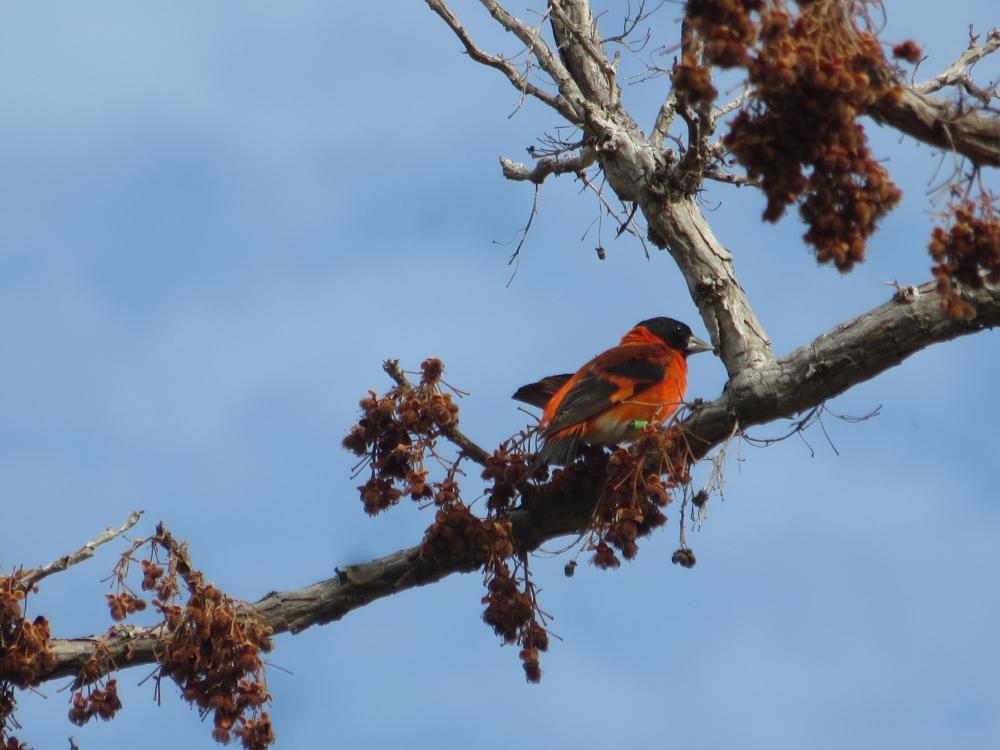 Red siskin.