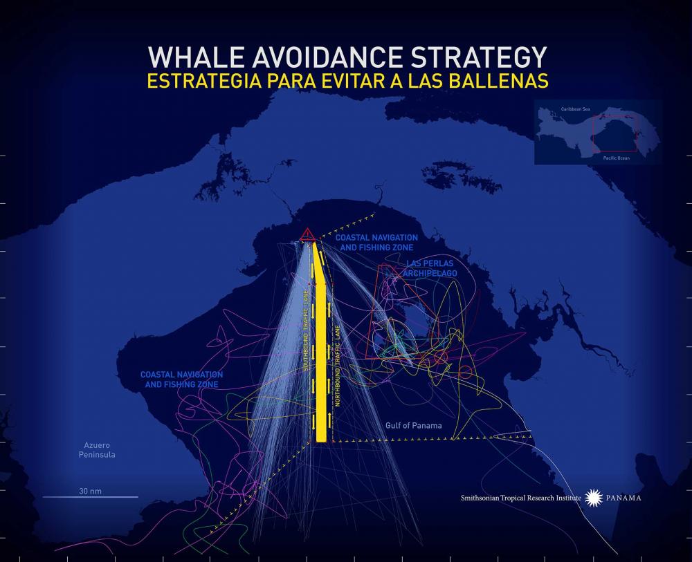 Whale Avoidance Strategy Graphic. Credit: Graphic Credit Jorge Aleman, Smithsonian Tropical Research Institute, Panama. Whale Avoidance Strategy Graphic. Credit: Graphic Credit Jorge Aleman, Smithsonian Tropical Research Institute, Panama.