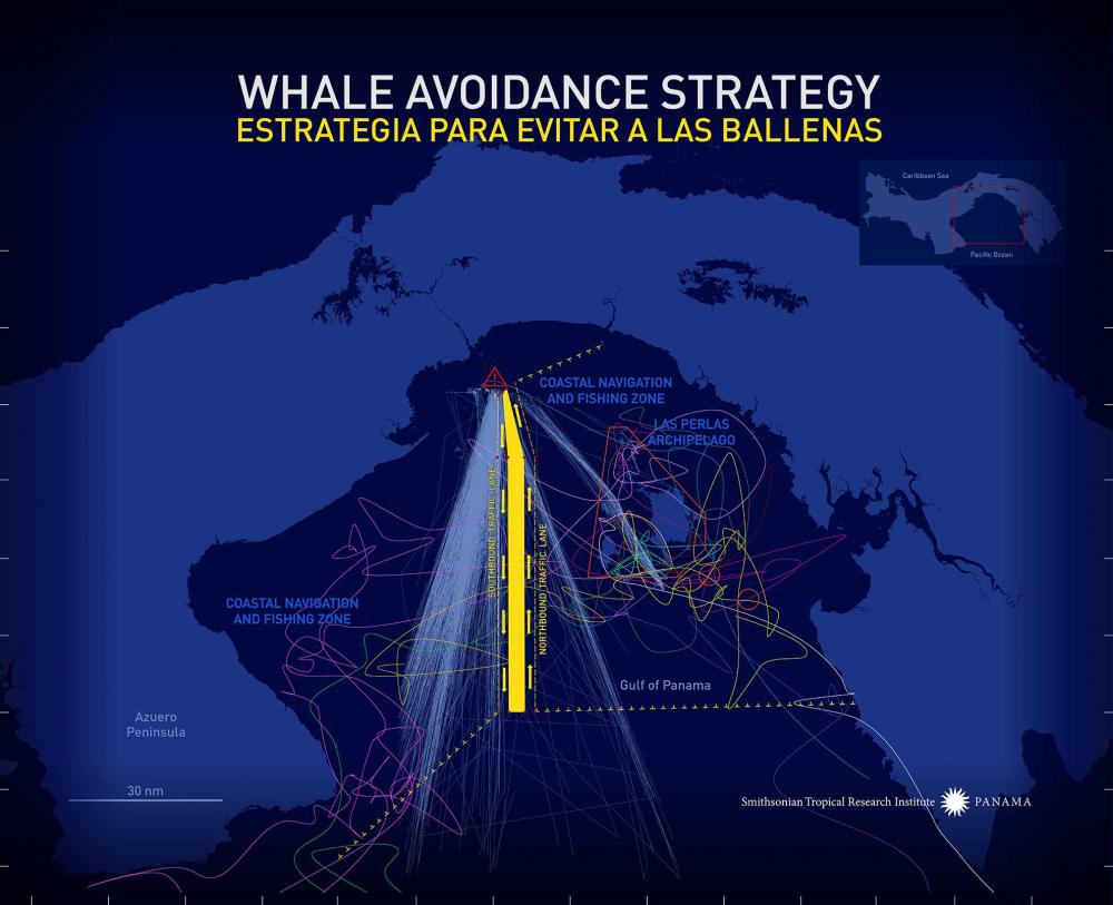 Whale Avoidance Strategy Graphic. Credit: Graphic Credit Jorge Aleman, Smithsonian Tropical Research Institute, Panama.	