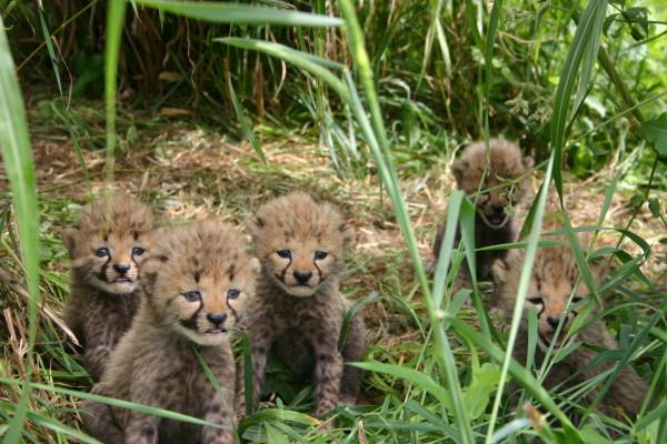 Cheetah cubs. Photo credit NZP.