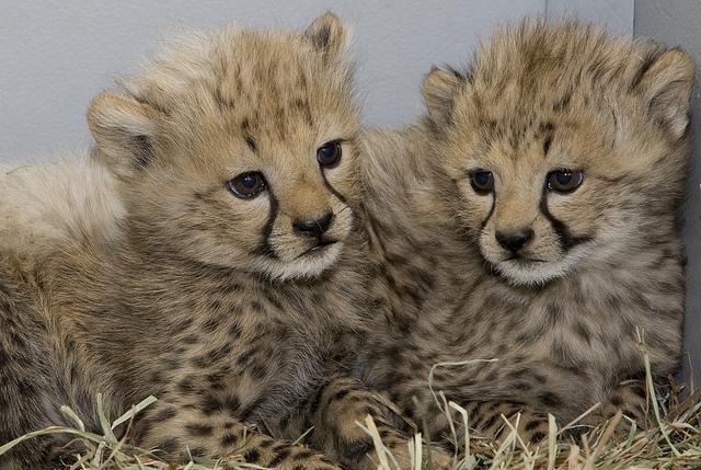 Cheetah cubs. Photo credit Mehgan Murphy/NZP.