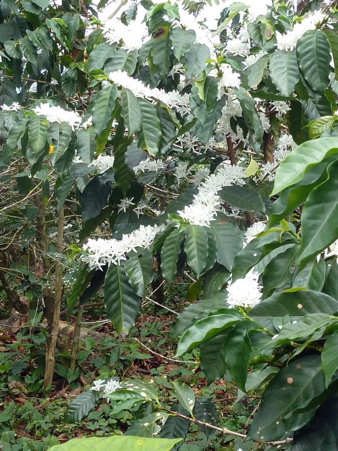 Coffee flowers. Photo credit Amanda Caudill and Smithsonian Migratory Bird Center/NZP.