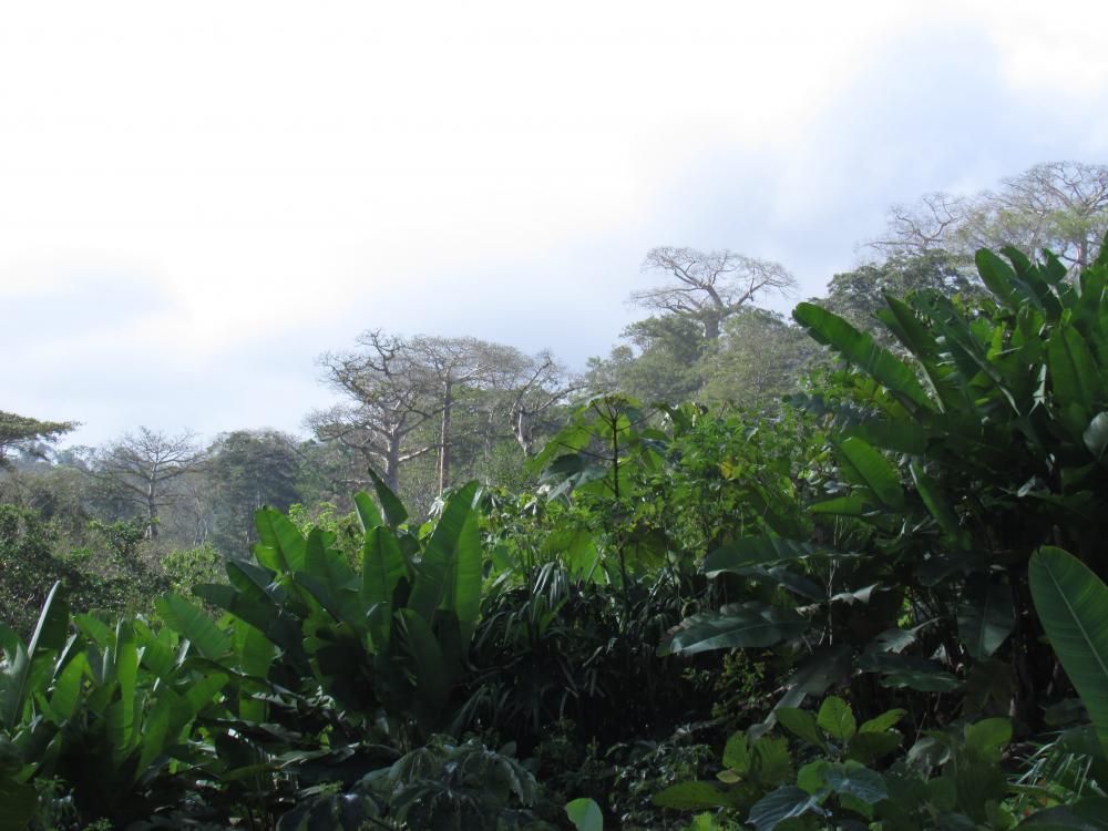 Deforestation in eastern Panama (Photo credit: Javier Mateo-Vega