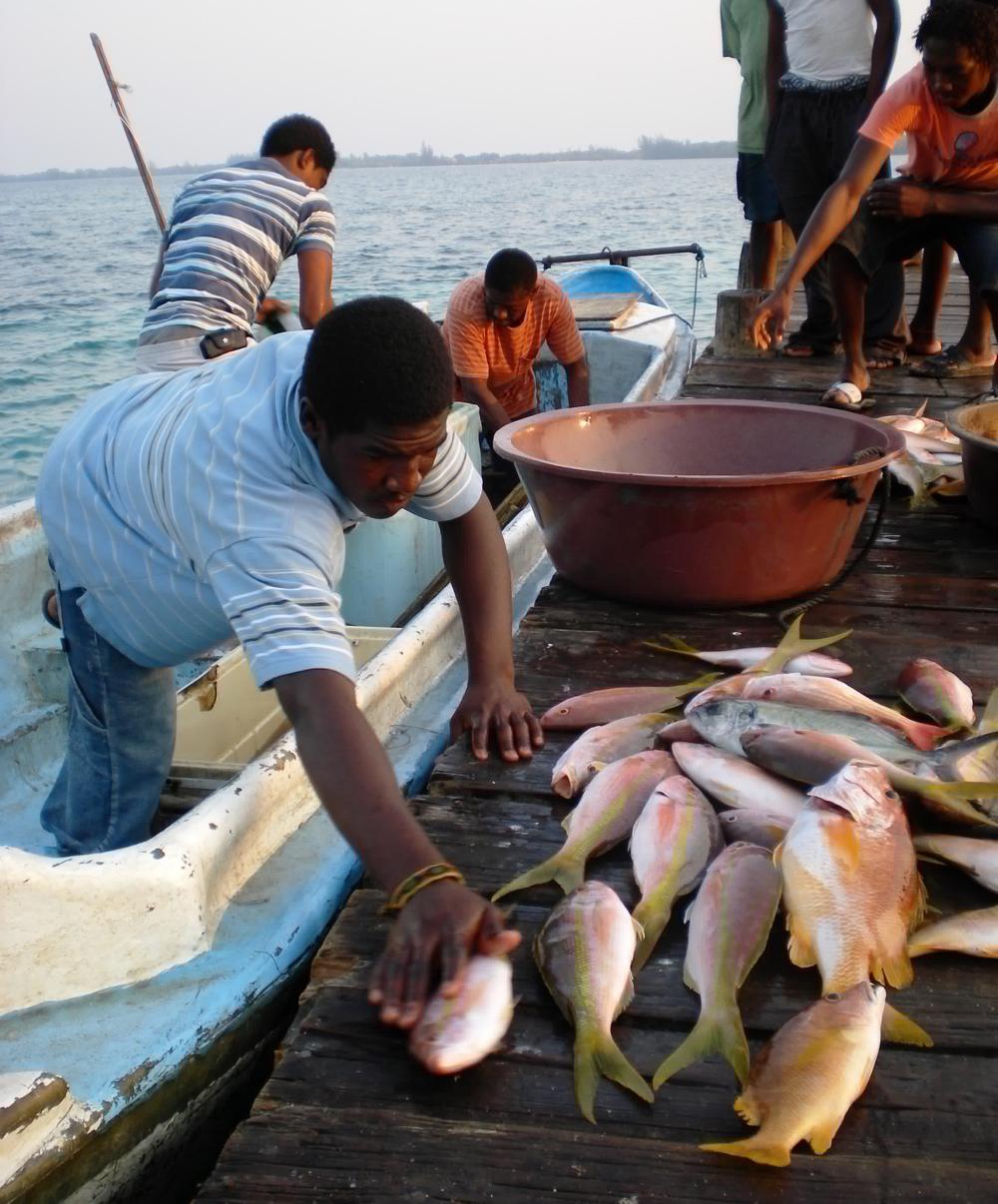 Landing fish in the utila cays. Photo Credit Steve Box/CEM